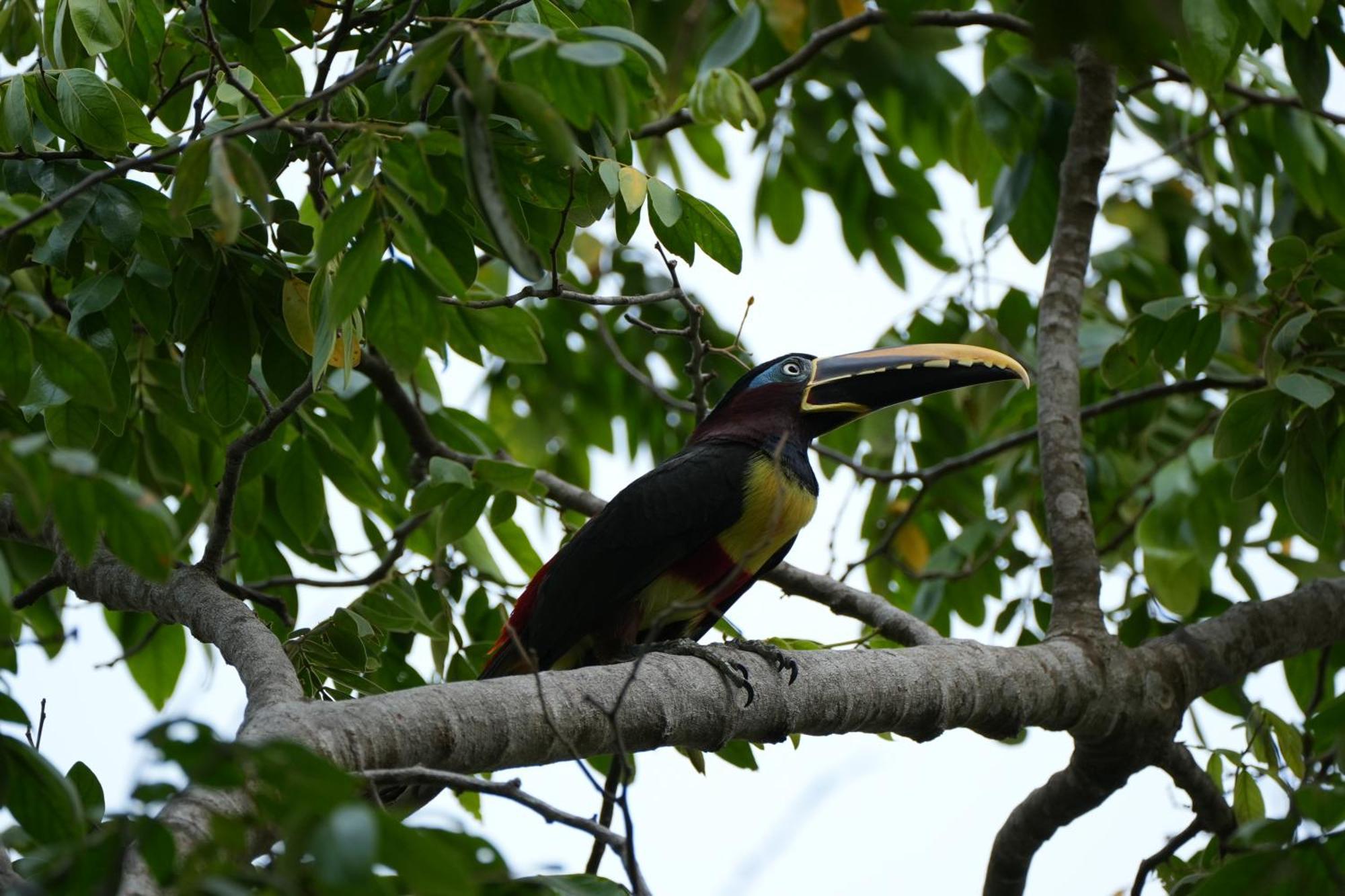 Savanna Orinoquia Lodge Orocue Luaran gambar